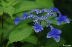 紫陽花