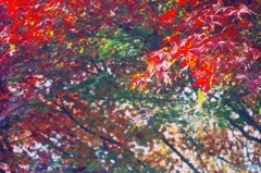 紅葉