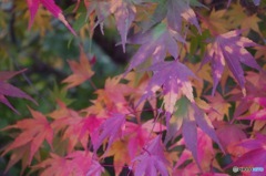 滲み