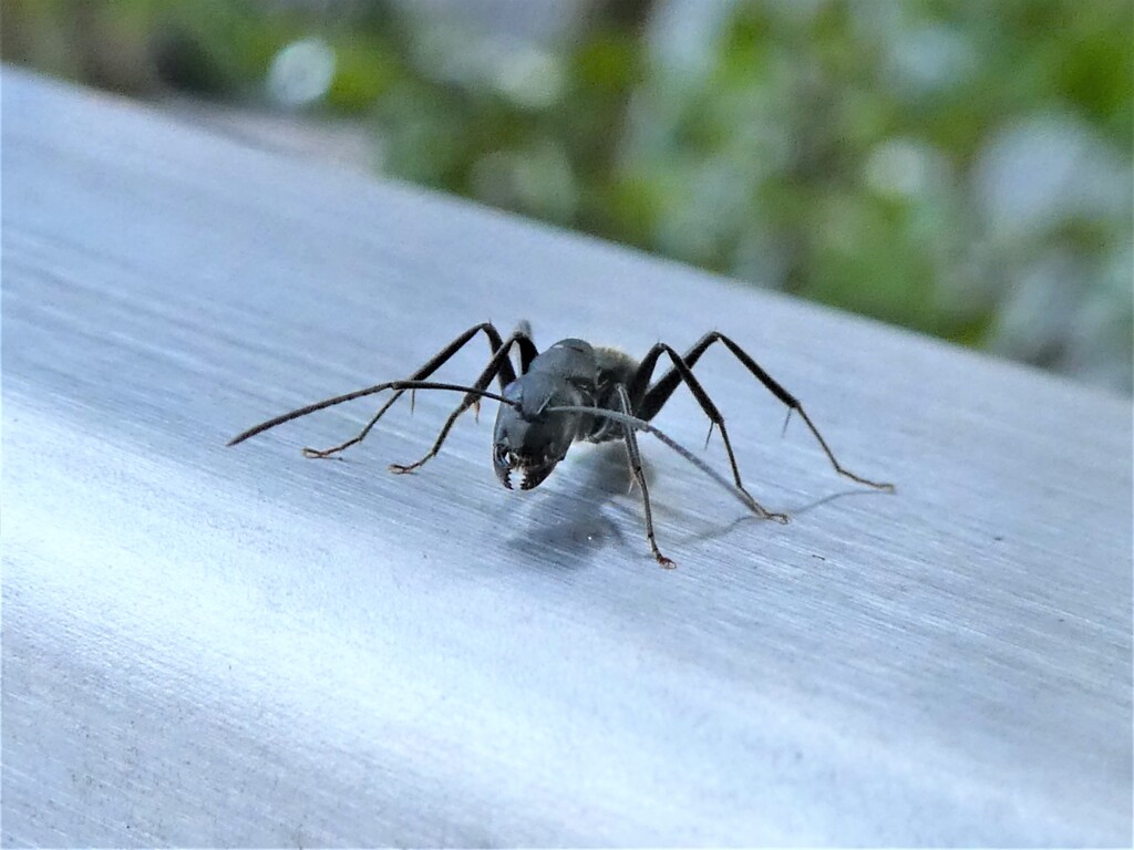 蟻