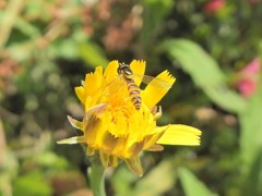 小さい蜂っぽいやつ