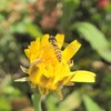 小さい蜂っぽいやつ