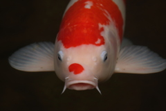鯉
