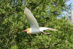 アマサギ