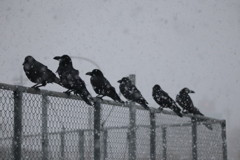 カラス