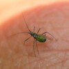 指先の得体のしれない虫