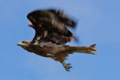 わしは鷲か鷹かわからん