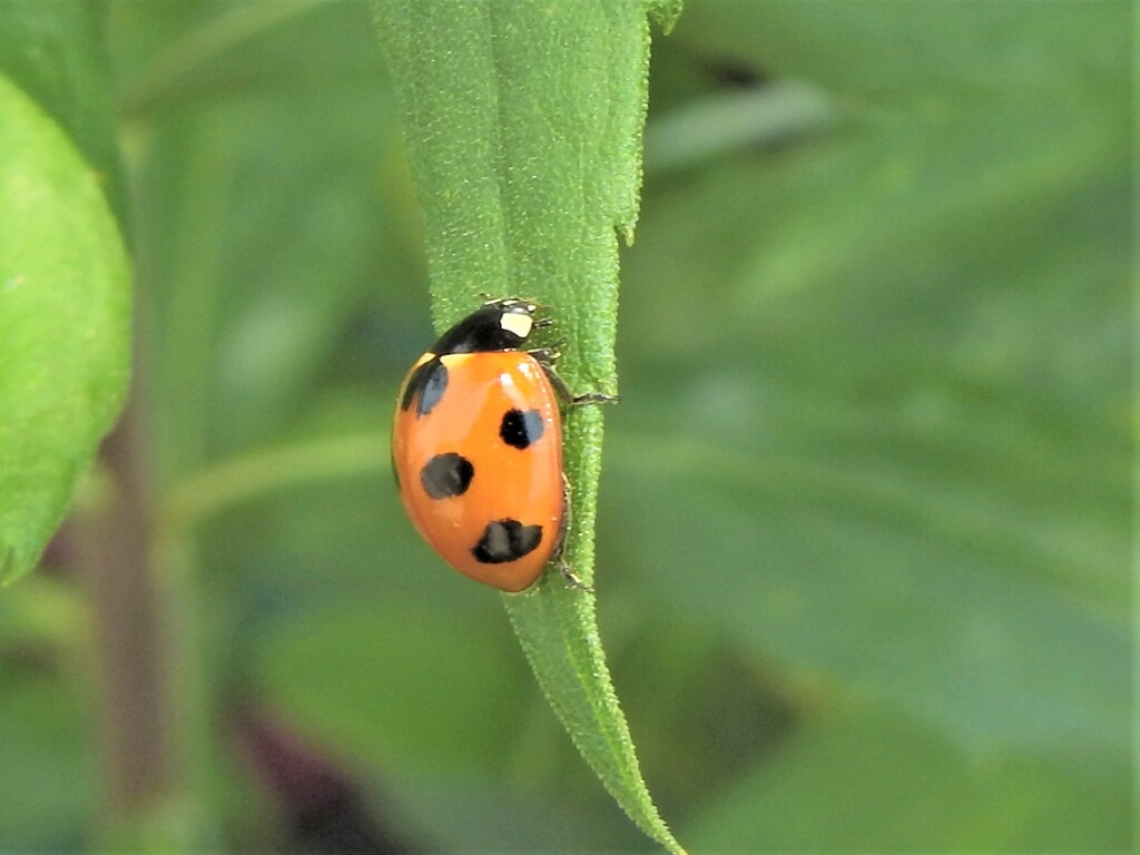 テントウムシ