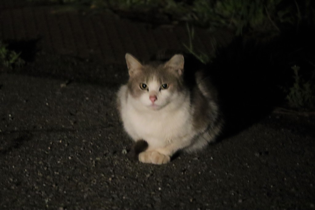 野良猫