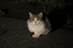 野良猫