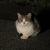 野良猫