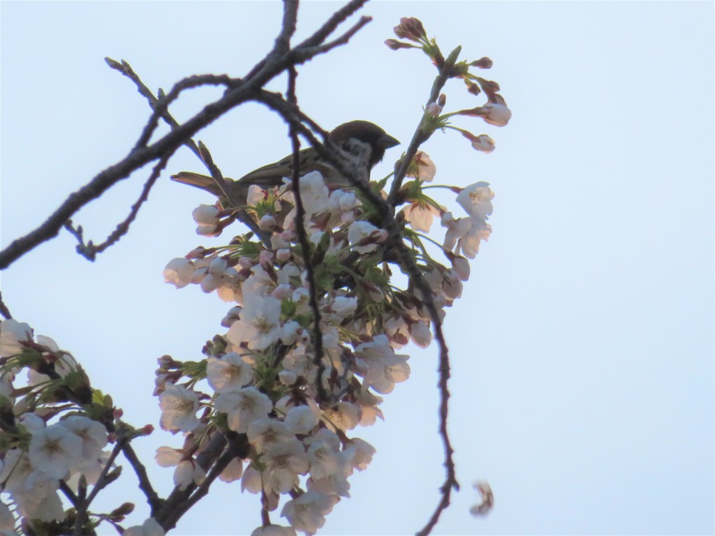 すずめ桜