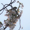 すずめ桜