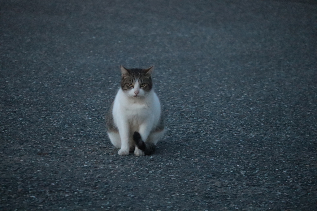 野良猫