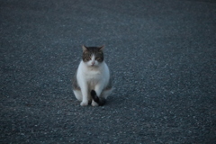 野良猫