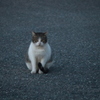 野良猫