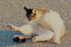 野良ねこ