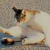 野良ねこ