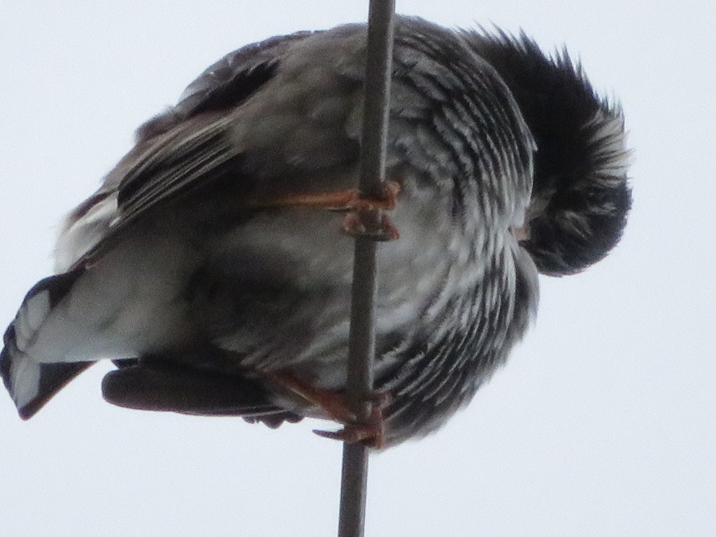 真下から鳥