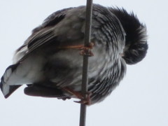 真下から鳥