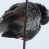 真下から鳥