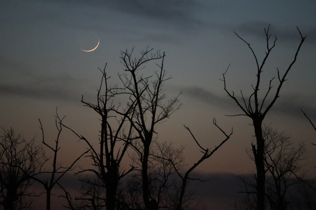 日没直後の月