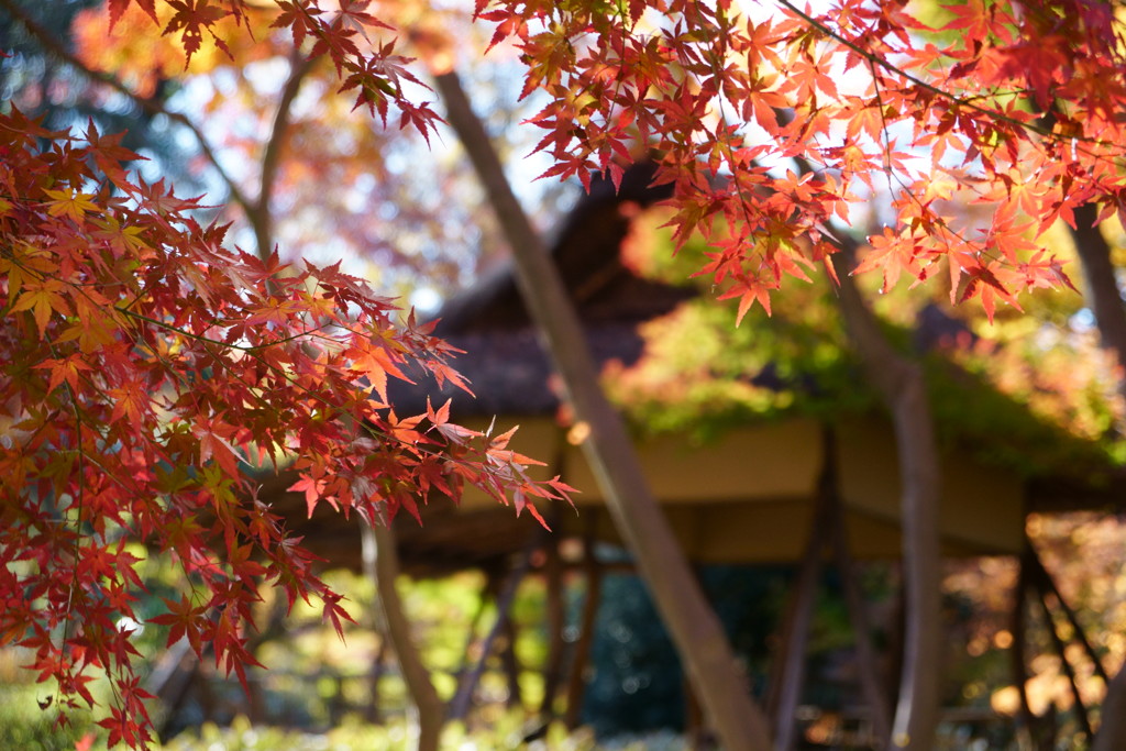 庭園で紅葉1