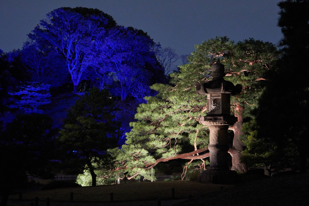 六義園ライトアップ2