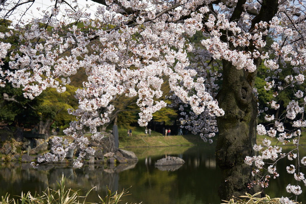 庭園でお花見1