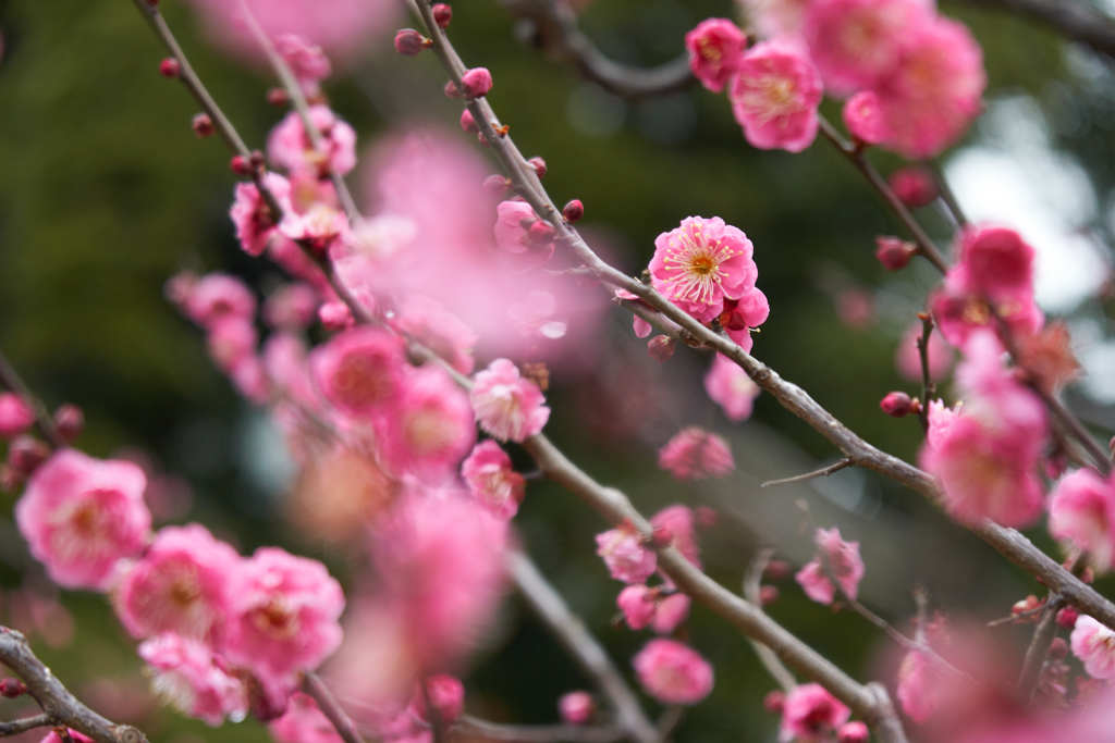 たまには花を１