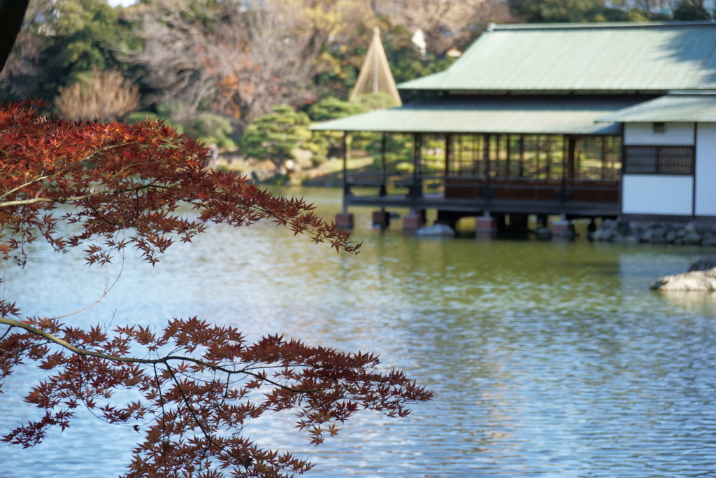 庭園で紅葉3