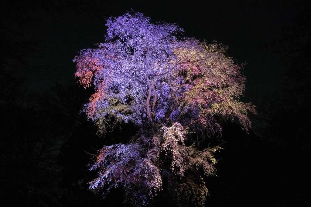 六義園しだれ桜のライトアップ2