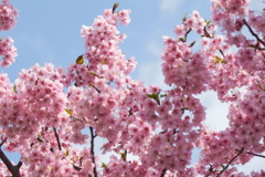 河津桜と・・メジロ