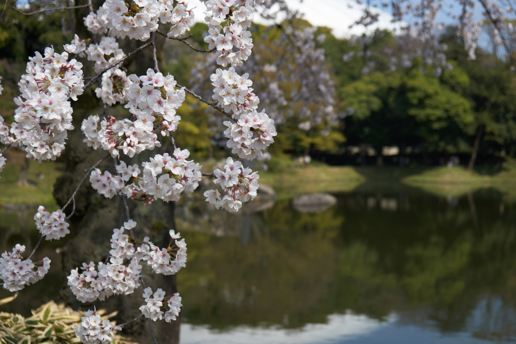 庭園でお花見2