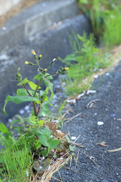 近所の花