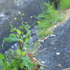 近所の花