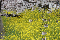 桜と菜の花