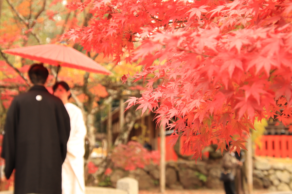 紅葉・２