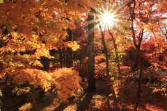紅葉・１