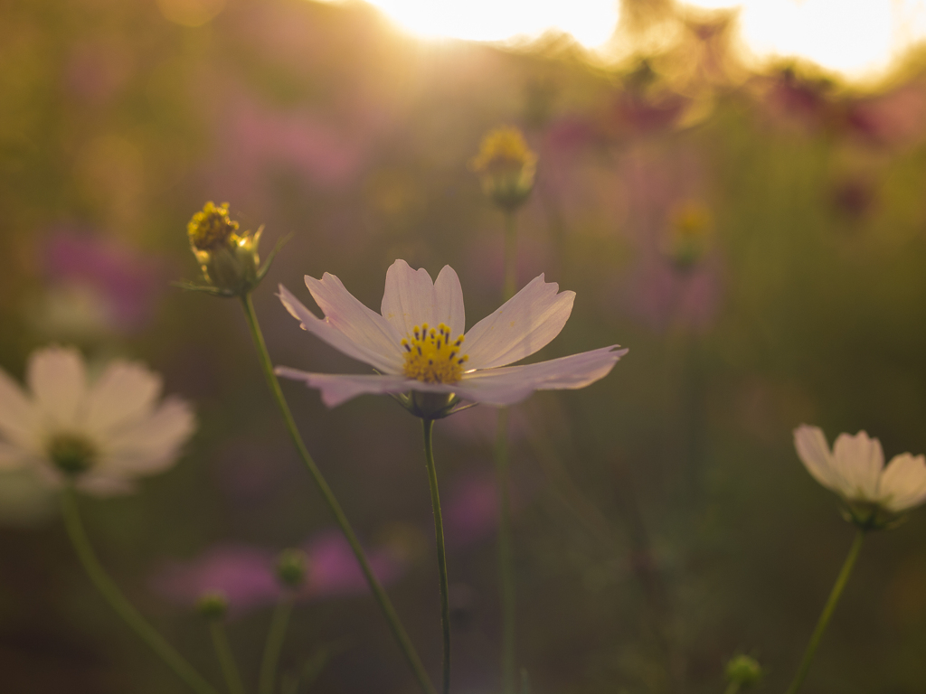 夕暮れのコスモス
