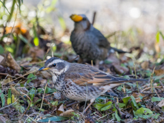 ツグミとヒヨドリ