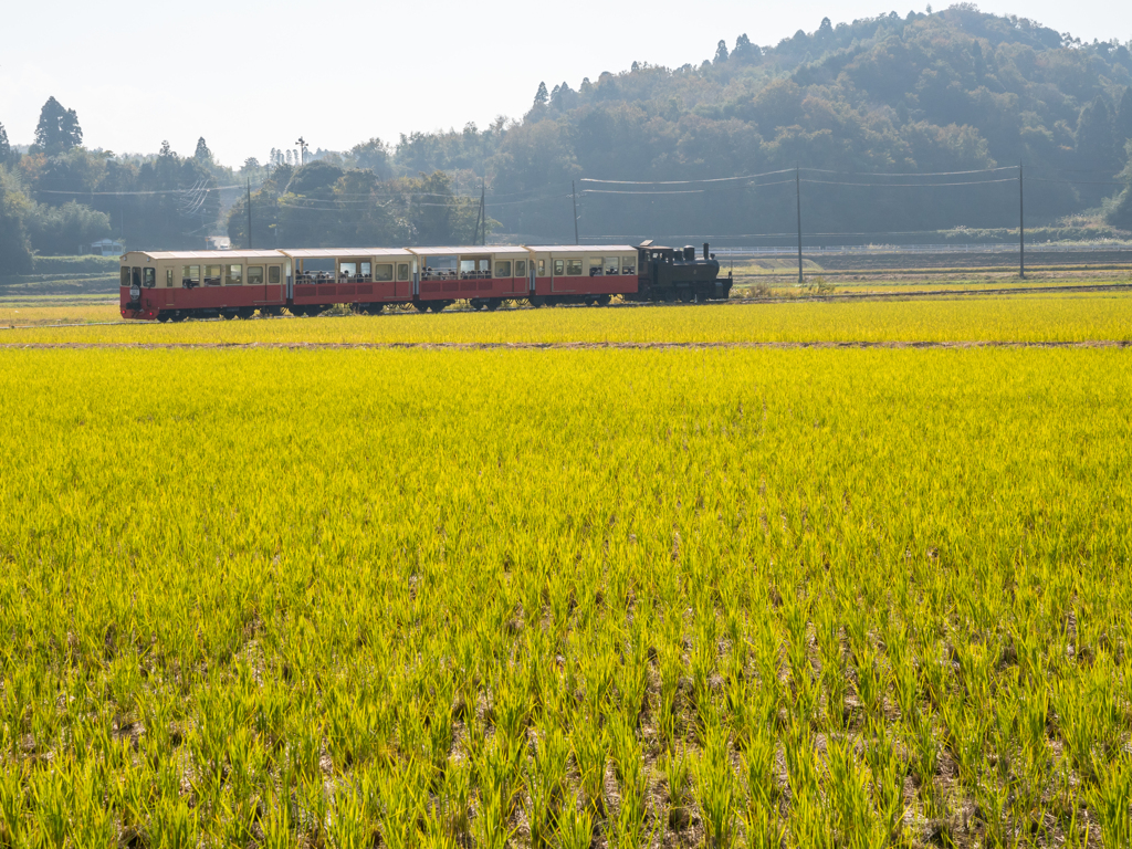 トロッコ列車