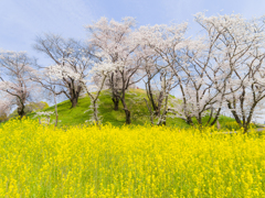 桜　2025