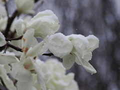 春の雪４