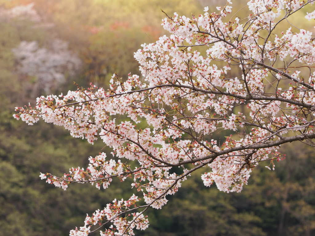 今年の桜1