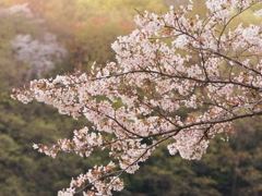 今年の桜1