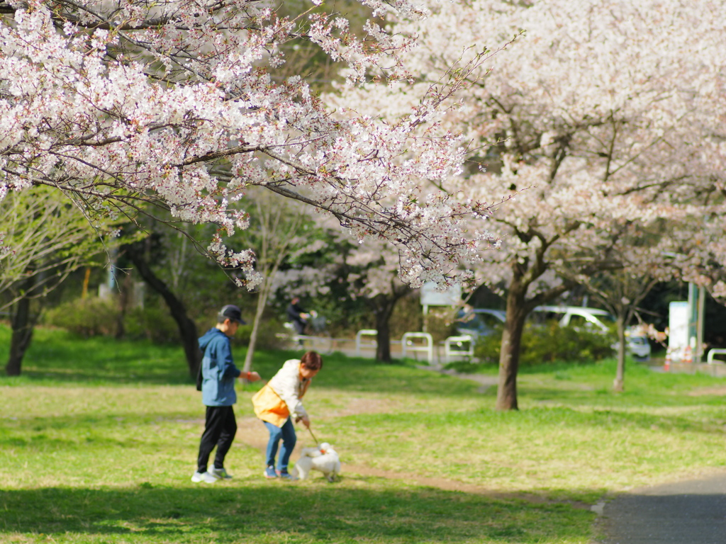 今年の桜4