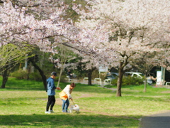 今年の桜4