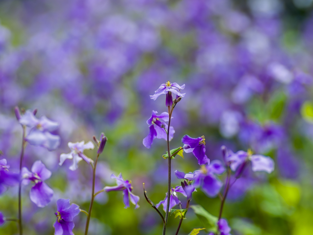 庭の花2024春
