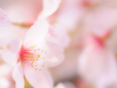 今年の桜3